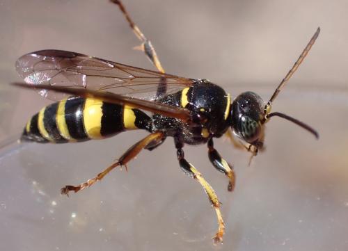 Gorytes laticinctus
